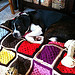 Quilted Dog