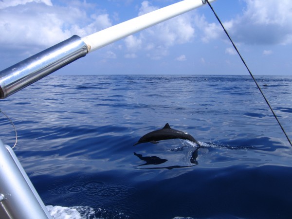 flying porpoise